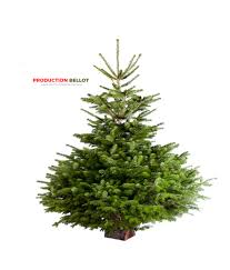 Votre sapin nordmann en pot hauteur 150/175 cm. Sapin Nordmann Coupe T 150 200cm Vente Sapin De Noel 87