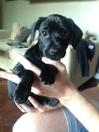 Cocker Spaniel X Yorkie X Border Terrier Puppy Puppies Border Terrier Puppy Mixed Breed Dogs