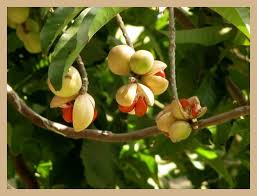 Image result for Aphanamixis polystachya