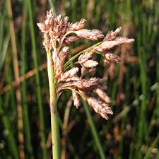 Image result for Schoenoplectiella articulata