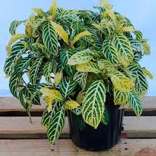 Image result for Sanchezia speciosa