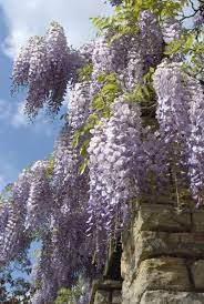 Learn How To Grow And Care For Wisteria Vines Climbing Plants Wisteria Plant Garden Vines