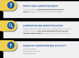 Carpenter bees do not eat wood but cause damage to structures by drilling circular holes to create tunnels inside wood. 5 Common Signs Of Carpenter Bees In Your Home Croppmetcalfe