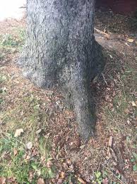 It should be exposed so that the tapered part of the trunk that meets the ground is visible and exposed to air. What S Wrong With Planting A Tree Deeper Than The Root Flare Or Mulching Higher Gardening Landscaping Stack Exchange