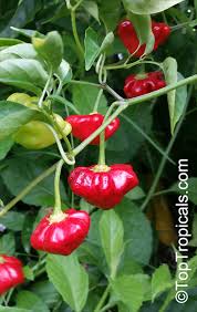 Image result for Capsicum baccatum