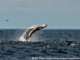 .ook moet worden gedacht aan de schade die de gezondheid van inwoners van de see more of smoc curacao on facebook. Curacao Joins Eez Management Dcna