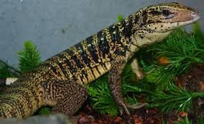 If your browser is configured to accept cookies you will see a button at the bottom of the holdings. Small Gold Tegus For Sale
