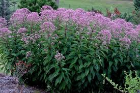 Image result for Pycreus mortonii