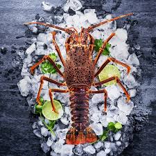 نتیجه جستجوی لغت [lobster] در گوگل