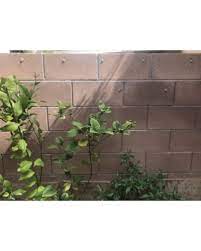 Click to add item enchanted garden™ 23w x 78h mission trellis to your list. Plant Anchors For Trellis Vine And Lights Trellis Anchors