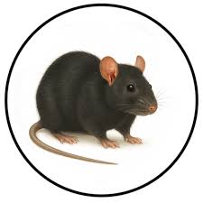 Langley & Aldergrove Pest Control Services | Pest Detective