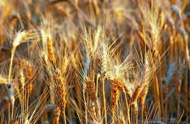 Estimates for world wheat continue to contract | The Land | NSW
