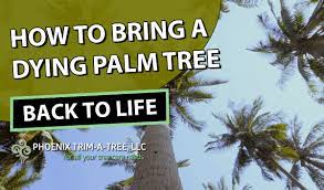 A lot of palm tree lovers tend to overwater their palms or don't give enough water. How To Bring A Dying Palm Tree Back To Life Phoenix Trim A Tree