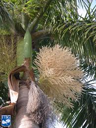 Image result for Roystonea oleracea