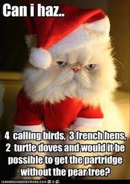 Christmas Cat Humor Christmas Cats Christmas Animals Pet Holiday