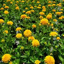 Image result for Aspilia helianthoides