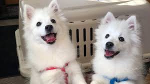 Canadian Japanese Spitz Breeding Program Posts Facebook