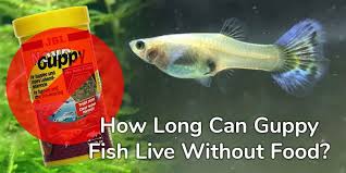 Guppy Fish Live Without Food Guppy Fish Fish Guppy