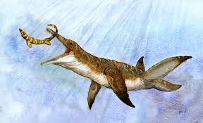 Image result for Platycaulos