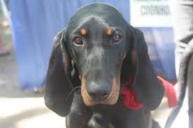 Black And Tan Coonhound Rescue Tasmania Represents The Black And Tan Coonhound Rescue Coonhound Black And Tan Tasmania
