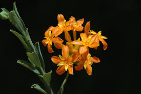 Image result for Gnidia