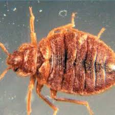 Bedbugs are a relatively common pest across australia. Bed Bugs Information
