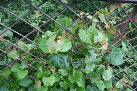 Image result for Rhoicissus digitata