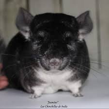 We did not find results for: Les Chinchillas De India Photos Facebook
