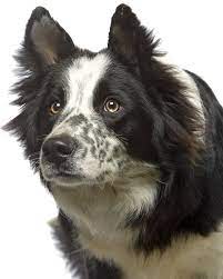 Le Chien Border Collie Collie Dog Border Collie Australian Shepard Border Collie Dog
