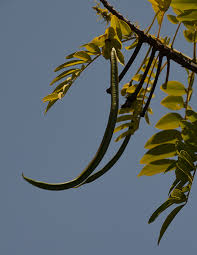 They're in the woods, the forests and the mountains. Ufei Selectree A Tree Selection Guide