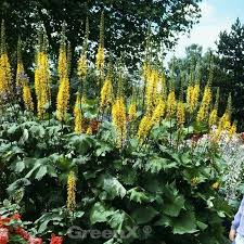 They have yellow or orange composite flower heads with brown or yellow. Kreuzkraut Little Rocket Ligularia Stenocephala Little Rocket