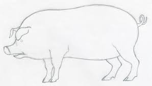 Realistic detailed drawing of animal. Easy Line Drawing Pig Novocom Top