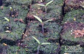Troubleshooting Seed Starting Problems Starting Seeds Indoors Seed Starting Seed Starting Mix