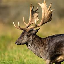 Ändere die größe und dateigröße eines bildes mit dem img2go größenänderungswerkzeug. Dovhjort Fallow Deer Peter Angvarson Fotografi