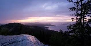 Junger hund, tierjunges see also: Koli National Park Is One Of The Most Mythical Places In All Of Finland Finland Naturally