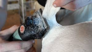 Baxter County Fair livestock