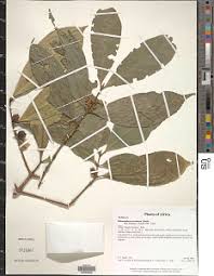 Image result for Belonophora coffeoides