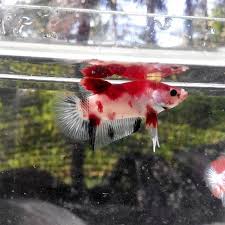 Pin On Betta Fish