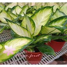 Search for text in url. èŠ™èˆæœµæ£®æž— åœ'è—é¤¨ç'ªèŽ‰å®‰é»›ç²‰è'‰5å‹ç›†å®¤å…§æ¤ç‰©è§€è'‰æ¤ç‰©æ¨¹è‹— è¦çš®è³¼ç‰©