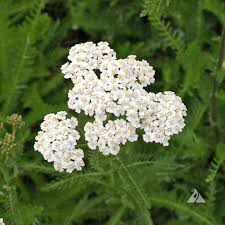 Image result for Asterochaete