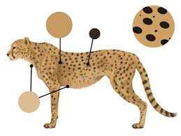 2) from the middle of the rectangle, draw one vertical define, with a small circle, the cheetah's face. How To Draw Animals Big Cats Their Anatomy And Patterns