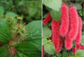 Image result for Acalypha bipartita