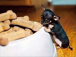 Omg Smallest Puppy Ever Cute Animals Baby Animals Puppies