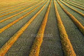 The community was named after john stuart blackie, a scottish scholar. Artist Aerial View Of Canola Harvest Lines Glowing At Sunset Blackie Alberta Canada Outdoors Agro Field Stock Photo 196848600