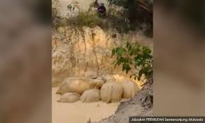 Despite harga emas jatuh minggu lepas, beberapa pengambil alihan lombong emas antara syarikat gergasi berlaku (pls google), bg kami ini signal di london, penganalisis harga emas tidak menjangka berlaku perubahan yg ketara harga emas pada minggu ini, dari survey bloomberg, 15 dari 27 fund. Malaysiakini Enam Jam Selamatkan Gajah Terperangkap Dalam Lombong Emas