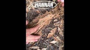 Due to the high pressure of termite activity in our area, preventative termite protection is best. Hannan Environmental Services Termites Youtube