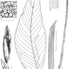 Image result for Syngonanthus robinsonii