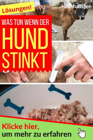 geruch entfernen von a z so neutralisierst du geruche im haushalt hunde geruch tierfutter hunde futter