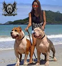 Husky Lover Adli Kullanicinin Pit Bulls Panosundaki Pin Pitbull Kopek Evcil Hayvanlar