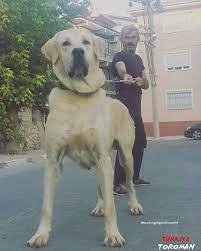 toroman from turkiye boz kangal kopegi akbas aslan